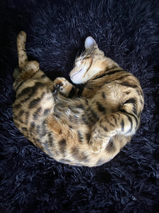 Bengal cat (4 foto no 7)