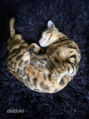 Bengal cat (foto #4)