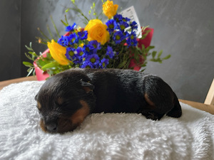 Rottweileri kutsikad tõupaberitega (4 foto / 6)