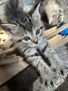 Kass otsib kodu) (1 foto / 3)