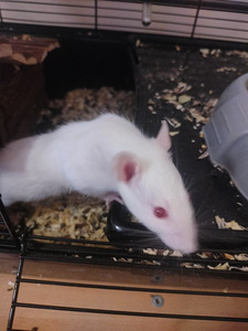 Rottid ära anda ja puur müüa (2 foto / 4)