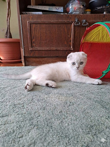 Müüa Scottish Fold tõugu kassipojad (3 foto / 7)