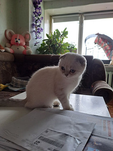 Продаются котята породы Scottish Fold (3 фото из 6)