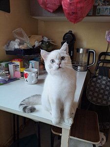 Продаются котята породы Scottish Fold (2 фото из 6)