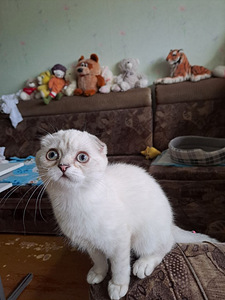 Продаются котята породы Scottish Fold (4 фото из 6)