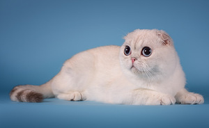Продаются котята породы Scottish Fold (6 фото из 6)