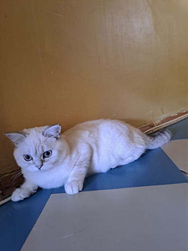 Продается котёнок породы Scottish Straight