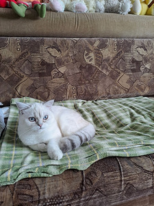 Müüa Šoti sirge kassipoeg (3 foto / 5)