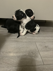 Staffordshirenbullterrieri (1 valokuva sivusta 3)