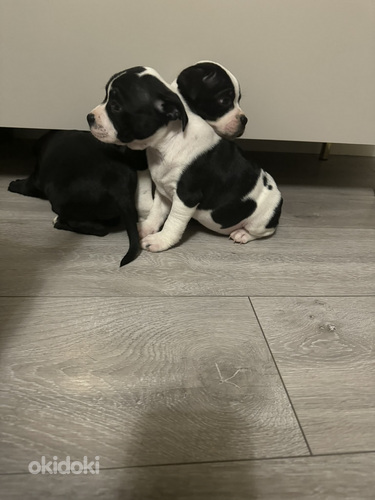 Staffordshirenbullterrieri