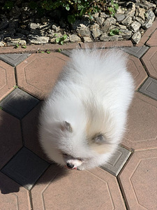 Pomeranian paarituseks, väike 19,5 sm (2 foto / 2)