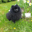 Pomeranian ootab pruuti! (foto #1)