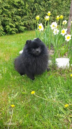 Pomeranian ootab pruuti! (foto #1)