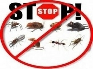 Kahjurite tõrje prussakad, sipelgad, hiired, rotid, putukad