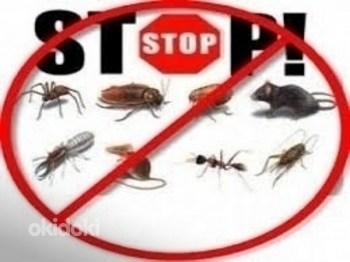Уничтожение насекомых,тараканы,муравьи, мыши, крысы, осы, (фото #4)