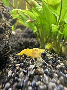 NEOCARIDINA krevetid 10 tk (2 foto / 4)