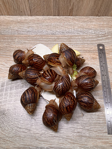 Achatina immaculata (5 foto / 7)