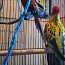 Rosella papagoid koos puuriga. (foto #3)