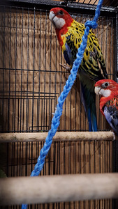 Rosella papagoid koos puuriga. (2 foto / 5)
