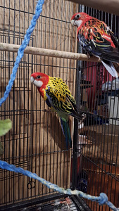 Rosella papagoid koos puuriga. (3 foto / 5)
