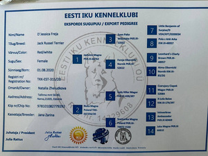 Jack Russelli terjeri kutsikad sugupuuga (7 foto / 9)