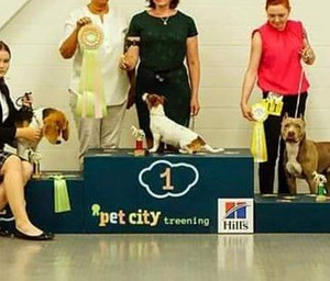 Jack Russelli terjeri kutsikad sugupuuga (9 foto / 9)