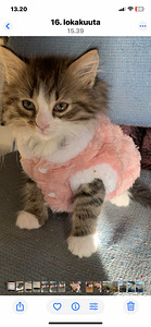 Poika ja tyttö pennut. (2 valokuva sivusta 2)