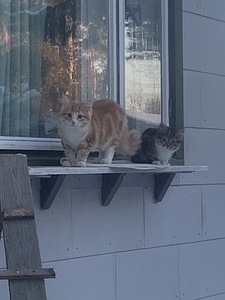 Poika pentu (3 valokuva sivusta 3)