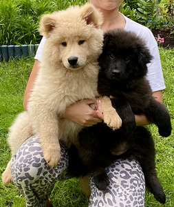 Eurasier tõuraamatuga kutsikad (2 foto / 10)