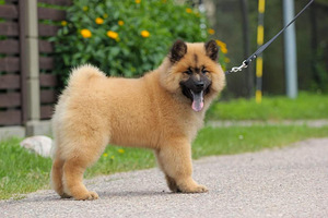 Eurasier tõuraamatuga kutsikad (7 foto / 10)