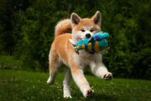Akita Inu kutsikad (9 foto / 10)