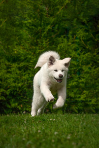 Akita Inu kutsikad (8 foto / 10)
