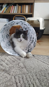 2-летняя кошка (2 фото из 4)