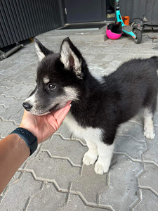 MÜÜA aktiivne, armas kutsikas. Ema Husky. Hoolivasse peresse (3 foto / 4)