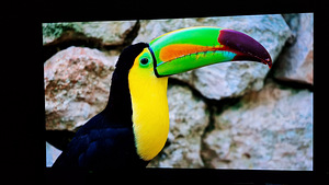 LG OLED65B8PLA teler 65" 4K UHD Smart TV 165,1 cm (5 foto / 9)