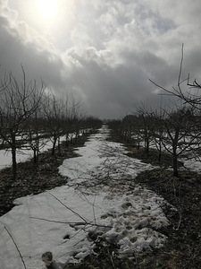 Puu eemaldamine ja pügamine (2 foto / 5)