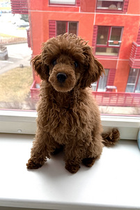 Mini poodle (2 foto / 2)