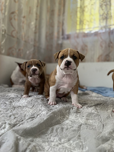 Amstaff (2 foto / 6)