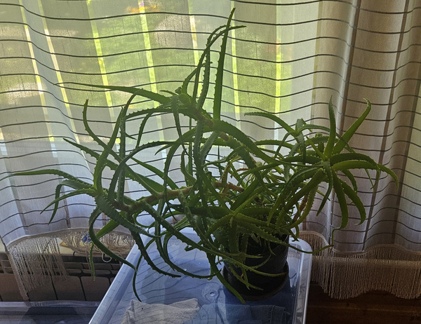 Aloe