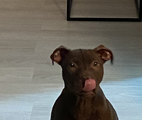 Amerikanpitbullterrieri
