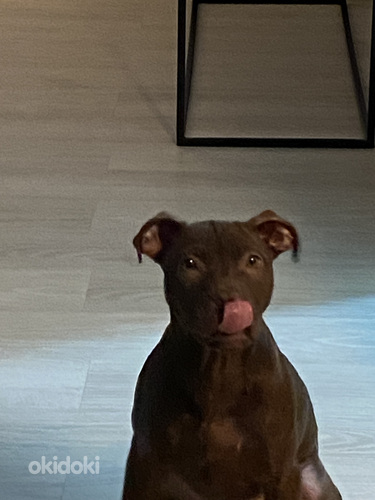 Amerikanpitbullterrieri