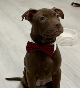 Amerikanpitbullterrieri (3 valokuva sivusta 5)