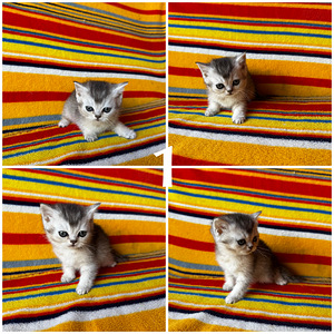 Котята. Scottish straight (1 фото из 2)