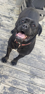 Canecorso (1 valokuva sivusta 1)