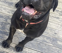 Canecorso