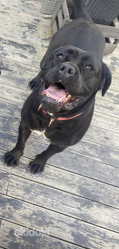 Canecorso (valokuva #1)