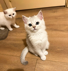 Söpöt kissanpennut (5 valokuva sivusta 9)