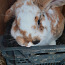 Продаются кролики французские веслоухие (фото #2)
