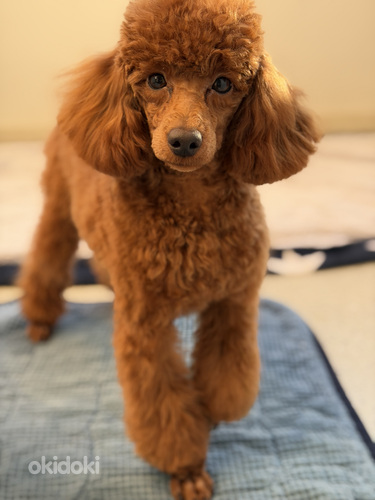 Narttu pentu Premium-luokan