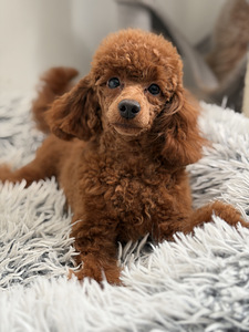 Narttu pentu Premium-luokan (3 valokuva sivusta 10)